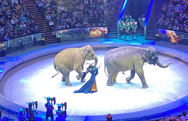 В Цирке Вернадского спасут «Заколдованную» с помощью крокодила, питона и слонов