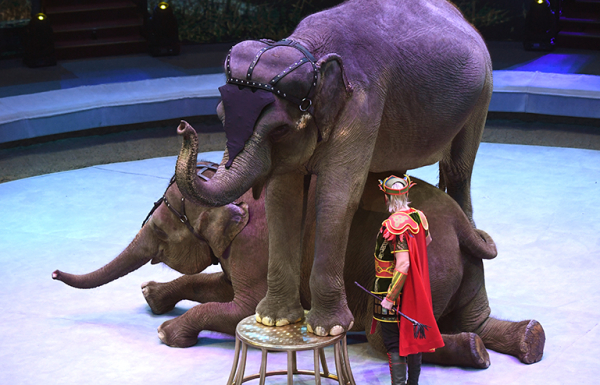 В Цирке Вернадского спасут «Заколдованную» с помощью крокодила, питона и слонов