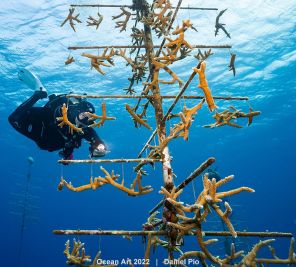 Нерест кораллов, зеркальное отражение, счастливая компания, кассиопея в голубом: выбраны лучшие фотографии океана 2022 года